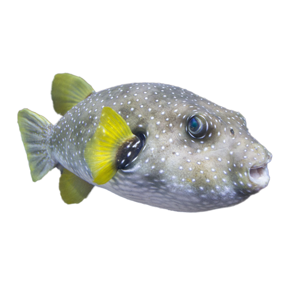 Imagem do peixe Baiacu